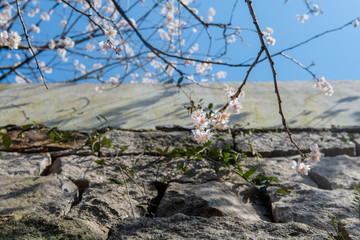 樱桃花