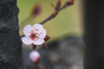 白色的花