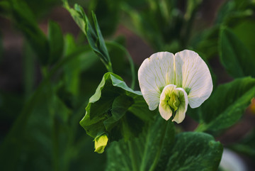 蚕豆花