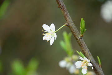 李子花