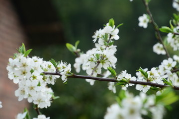 李子花