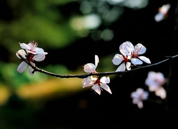 春暖花开