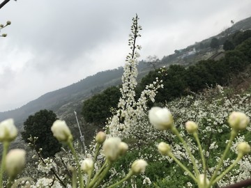 四川简阳丹景山龙泉山脉李花