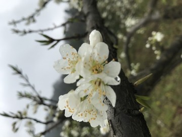 四川简阳丹景山龙泉山脉李花