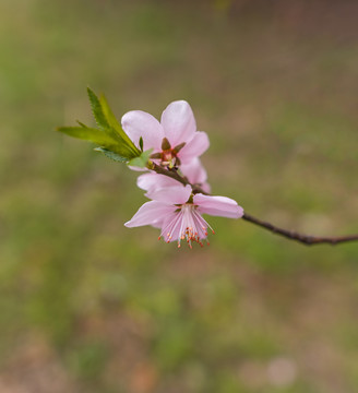 桃花