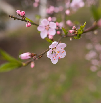 桃花