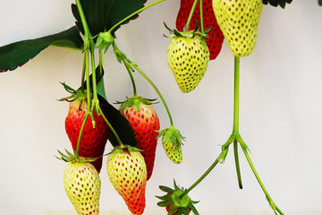 生长中的草莓