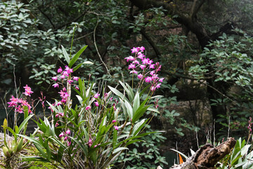 野生兰花