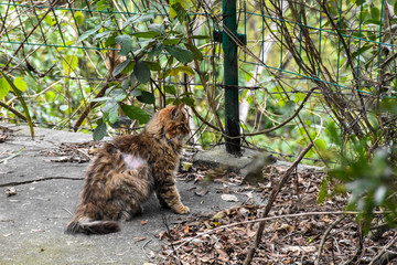 老猫野猫