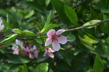 山桃花