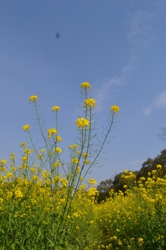 油菜花