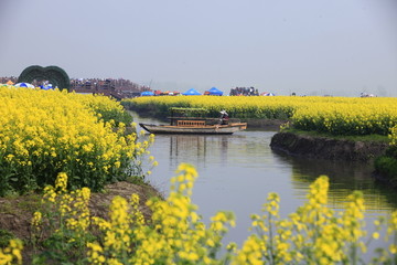 兴化千垛油菜花