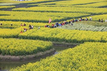 兴化千垛油菜景区