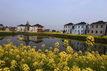 兴化千垛油菜景区