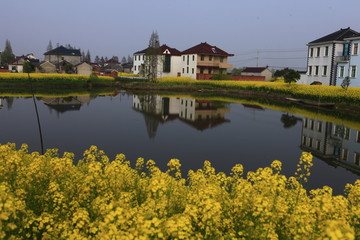 兴化千垛油菜景区