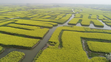 兴化千垛油菜花