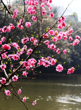 桃花