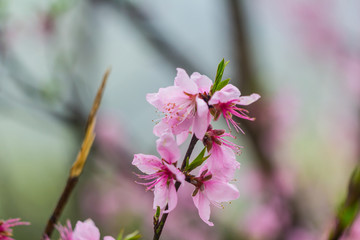 婺源