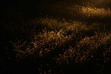 夜晚的草坡
