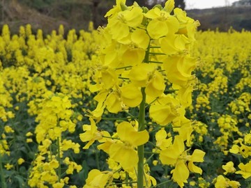 油菜花