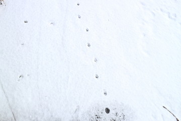 雪地动物足迹