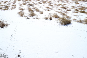 雪地枯草