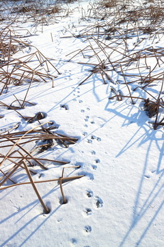 雪地枯荷