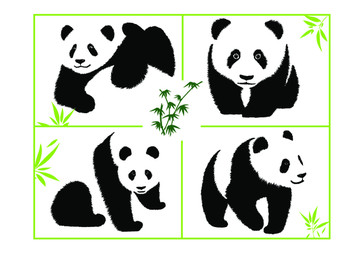 百態(tài)大熊貓