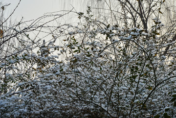 初雪