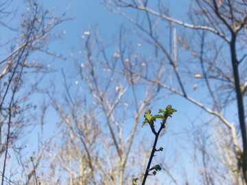 春天树发绿芽