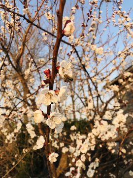 盛开的桃花