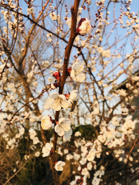 盛开的桃花