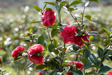 山茶花