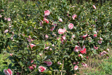 山茶花