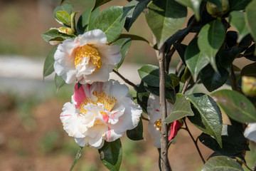 山茶花