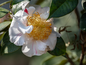 山茶花