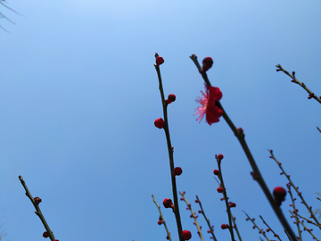 紫叶桃花