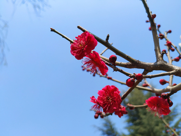 紫叶桃花