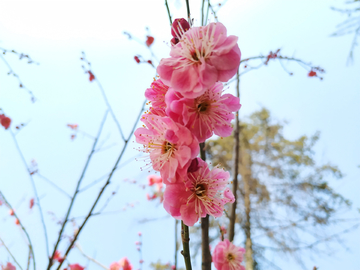 紫叶桃花