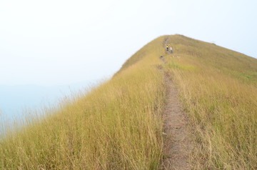 高山草甸