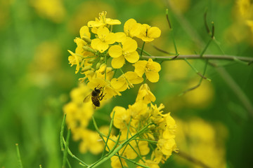 蜜蜂与油菜花