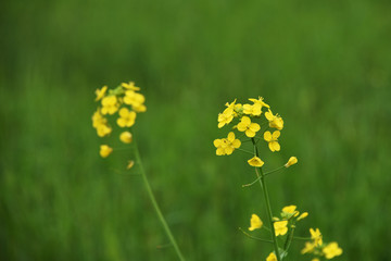 油菜花