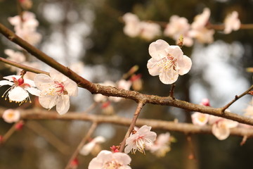 平视白梅