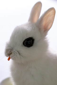 白色萌宠侏儒兔