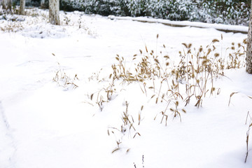 雪地