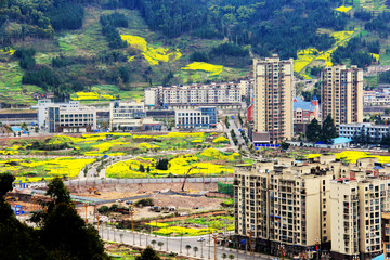 城镇建设菜花遍地