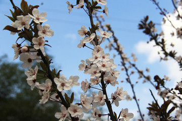 观赏樱花