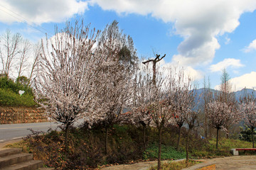 观赏樱花