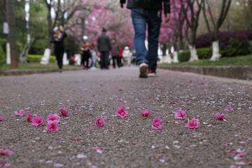 樱花