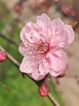 粉红梅花特写